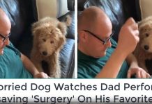 Dog’s Left Worried Sick As His Favorite Toy Undergoes ‘Surgery’