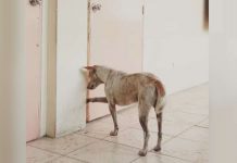 Loyal Dog Mourns His Caregiver By Sitting Vigil Outside His Office