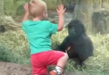 Toddler Gets Too Close To A Baby Gorilla, Has Parents Burst Out Laughing