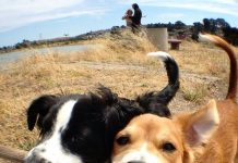 11 Dogs That Really, Really Love Sticks