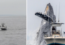Enormous Humpback Whale Leaps Out Of The Sea Right Behind A Fishing Boat