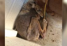 Woman Rescues A Homeless ‘Dog,’ But It Turns Out That It Isn’t A Dog After All