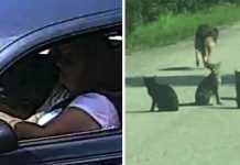 Woman Drops 11 Pets In The Road And Drives Off After Shelter Turns Her Away
