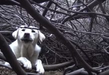 Stray Dog Mom Leads Rescuers Away From Her Pups In Attempt To Hide Them