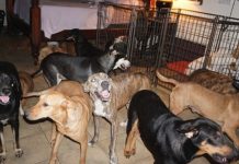 Bahamas Resident Opens Her Home To 97 Dogs During The Hurricane