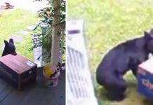 Bear Comes Out Of The Woods To Swipe Food Delivery For Family’s Dogs