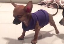 Puppy Who Walked As If He Were Dancing Was Abandoned At The Shelter