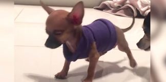 Puppy Who Walked As If He Were Dancing Was Abandoned At The Shelter