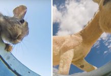 Man Puts Camera In A Water Bucket To See What Animals Show Up
