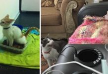 12 Times Cats Were Jerks To Dogs