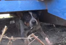 Stray Who Was Scared Of People Took Refuge Under A Dumpster For 11 Months