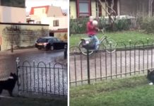 Clever Dog Gets Passersby To Play Fetch With Her Over The Fence