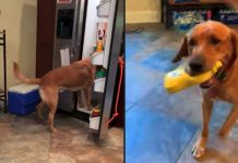 Smart Dog Assists Dad In Making A Sandwich For Lunch