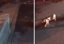 Dog Steps In Between Two Cats Who Are About To Fight