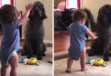 Good Dog Teaches Her Human Toddler To Sit