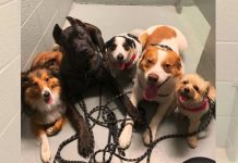 Mom’s Dogs Always Come With Her To The Bathroom – No Matter Where They Are