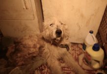 Humane Society Raids Puppy Mill Home And Finds Dog In Dark Closet