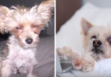 Days From Being Euthanized, Puppy Mill Dog Is Taken To Live A Life Of Luxury