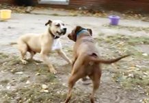 Two Former Fighting Dogs Meet Up, Find Common Ground And Comfort In Each Other