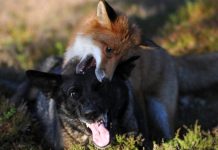 Real-Life Fox And Hound Are Best Friends