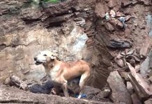 A House Collapsed And Trapped Mama’s Puppies, And She Cried For Help
