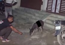 Gravely Injured Stray Seen Roaming The Streets In Search Of Food