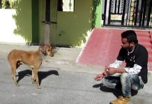 Shy And Injured Stray Dog Allows Rescuers To Approach But Not Touch
