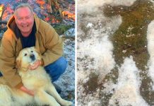 Golden Retriever Lay By Unconscious Owner For 20 Hours Saving His Life
