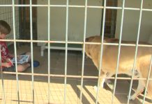Kids Are Reading To Shelter Dogs To Help Them Become More Adoptable
