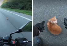 Motorcyclist Sees Tiny Kitten In Middle Of Road, Stops Traffic To Get To Her
