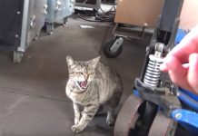 Mama Cat Was Very Protective Of Her Kittens At An Iron And Steel Welding Plant