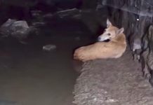 Stray Took Refuge In The Sewer After Being Hit By A Motorbike