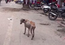 Walking Skeleton Of A Dog Roamed The Streets Covered In Mange