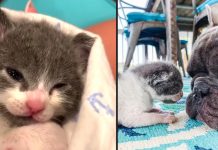 Dogs Take To Tiny Orphaned Kitten, Raise Him As Their Own