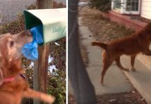 Dog Delivers Neighbors’ Newspapers To Their Doors While On His Morning Walk