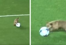 Soccer Match Brought To A Halt When Stray Dog Joins To Play Fetch