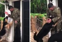 Soldier Dad Returns Home To His Dogs Who Missed Him So Dearly