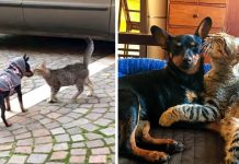Puppy Takes To Stray Kitten, Adopts Him As His Own