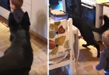 Toddler And German Shepherd Play Tag Around The Kitchen Table