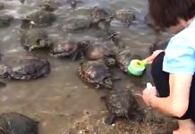 Turtles Emerge From The Water When They See A Woman With A Brush