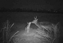 Lost Dog Caught On Trail Camera Spending A Couple Days With Her ‘Buck Boyfriend” In The Woods