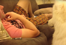 I Can’t Stand How Cute This Is — This Puppy Asks Permission To Snuggle.