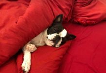 Seven-Year-Old Draws ‘Wanted’ Poster For His Stolen Dog