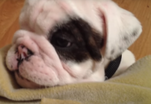 This Little Puppy’s Pouting Is The Cutest Thing On The Planet!
