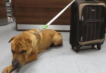 Dog Was Abandoned At The Train Station With A Suitcase Full Of His Belongings