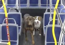 Heroic Bus Driver Helps Reunite Family With Missing Dogs