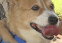 Couple Wanted To Euthanize Their 10-Year-Old Dog To Make Room For A New Puppy