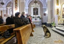 Dog Attends Mass Every Day Where His Owner’s Funeral Was, Hoping She’ll Return