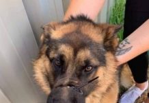 Man Walks Free After Tying His Dog’s Mouth Shut With A Cable Tie