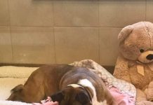 Shelter Dog Has Been Waiting For A Home For Nearly Two Years